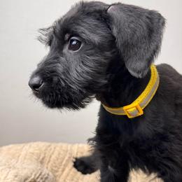 Girl 3 - Yellow Collar - Black female Giant Schnauzer puppy in St George, Utah from Schnauzer Ranch