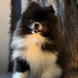 Oreo - Pomeranian