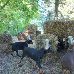 Doberman Pinscher Puppies from Laurel Vail
