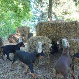 Doberman Pinscher Puppies from Laurel Vail