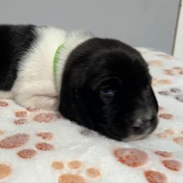 Green collar - Black and white female Basset Hound puppy in Huntsville, Texas from Lil Bratz Bassets