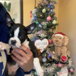 Boston Terrier Puppies from Bosties of Atlanta (BOA)