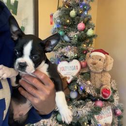 Boston Terrier Puppies from Bosties of Atlanta (BOA)