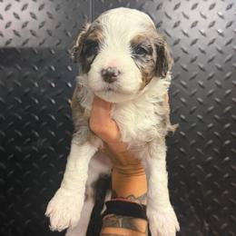 Brooke - Merle female Bernedoodle puppy in Horseshoe Bend, Idaho from Over the Moon Poodles and Doodles