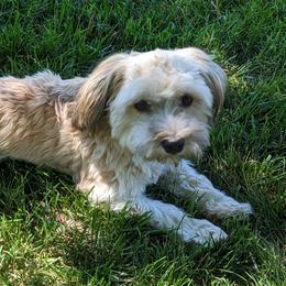 Beckett - Havanese