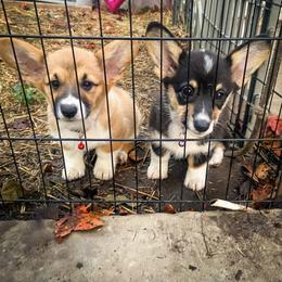 Pembroke Welsh Corgi Puppies from Annwyl McCorgis