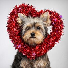 Shorty - Blue and gold male Yorkshire Terrier puppy in Daleville, Indiana from Monarch Yorkshire Terriers