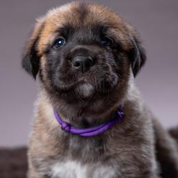 Anatolian Shepherd Dog Puppies from Fiddler’s Dream Anatolians