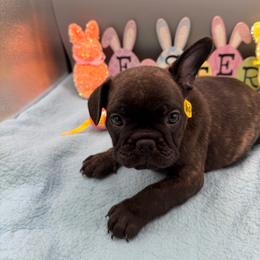 Louis - Brindle male French Bulldog puppy in Largo, Florida from Infinity Frenchies