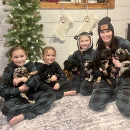 Bernedoodles and Goldendoodles from Blended Acres & Kennels