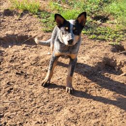 Ares - Blue male Australian Cattle Dog puppy in Colbert, Oklahoma from LoveAHeeler