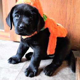 Labrador Retriever Puppies from Lorlyn Labradors
