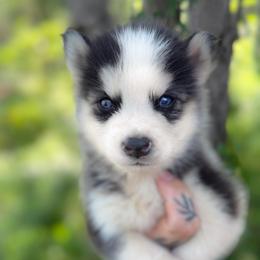 Boy 2 - Black and white male Siberian Husky puppy in Solon Springs, Wisconsin from Werpstead Shorties