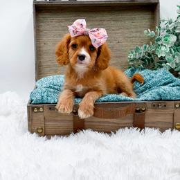 Candy - Red female Cavapoo puppy in Statesville, North Carolina from Doodle Babies