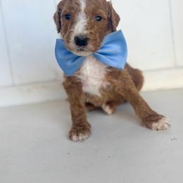 Cross - Red  male Goldendoodle puppy in Waterford, California from Alvdoodles
