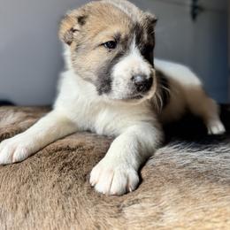 Orange collar Boy - Brindle male Central Asian Shepherd Dog puppy in Markleysburg, Pennsylvania from Wolf Mountain Farm