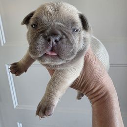 Clyde - Blue fawn male French Bulldog puppy in Salina, Kansas from Peace Love  & Frenchies