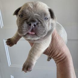 Clyde - Blue fawn male French Bulldog puppy in Salina, Kansas from Peace Love  & Frenchies