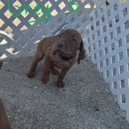 Grey - Golden rust male Vizsla puppy in Sioux County, Iowa from Pheasant Poppers Vizslas