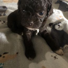 Cockapoo Puppies from Rouffman Doodles