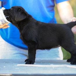 Labrador Retriever Puppies from Niall’s Labrador Retrievers