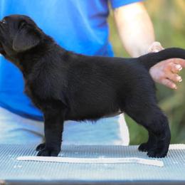 Labrador Retriever Puppies from Niall’s Labrador Retrievers