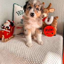 Australian Shepherd Puppies from JS Aussies