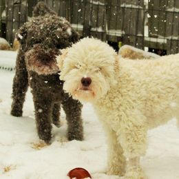 Lagotti Romagnoli from Yellow Brick Road Lagotto Romagnolo