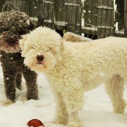Lagotti Romagnoli from Yellow Brick Road Lagotto Romagnolo