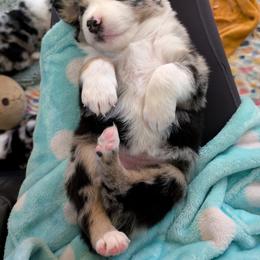 Australian Shepherd Puppies from Blosenski Aussies