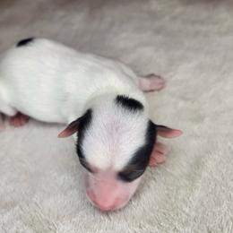 Parti Girl 2 - Parti female Yorkshire Terrier puppy in Willow Grove, Pennsylvania from Willow Grove Yorkie