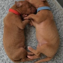 Pharaoh Hounds from CharmedWons Pharaoh Hounds
