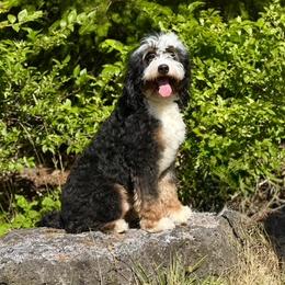 Westley - Australian Mountain Doodle