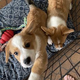 American Corgi and Pembroke Welsh Corgi Puppies from Emma’s Corgi’s