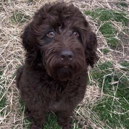 Goldendoodles and Labradoodles from Sweet Baby Doodles