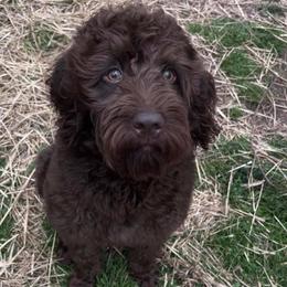 Goldendoodles and Labradoodles from Sweet Baby Doodles