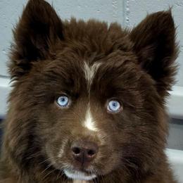Girl 1 - Red and white female Siberian Husky puppy in East Tawas, Michigan from BurnsBerg's Woolies