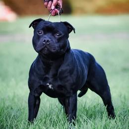 VINNY - Staffordshire Bull Terrier