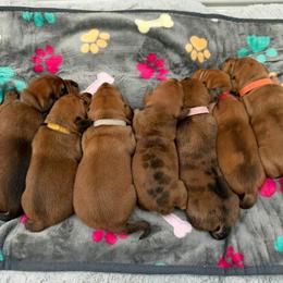 Dachshund puppies from Mims Mini Dachshunds