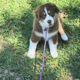 Australian Shepherd Puppies from Solace Australian Shepherds