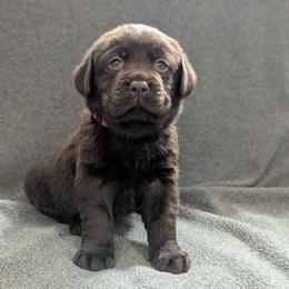 Aspen - Chocolate male Labrador Retriever puppy in Lithonia, Georgia from Marmolejos Labs