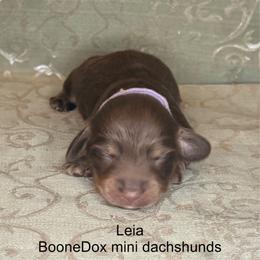 Leia - Chocolate and tan female Dachshund puppy in Lexington, Oklahoma from BooneDox Miniature Dachshunds