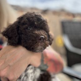 Lagotto Romagnolo Puppies from Anna’s Lagottos