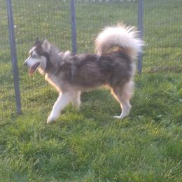Denali - Siberian Husky