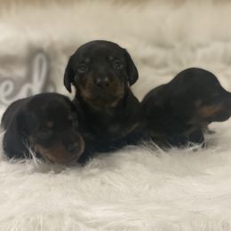Dachshund Puppies from Haven Ridge Doxies
