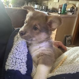 Girl 1 - Blue Pembroke Welsh Corgi puppy in Oregon from Dream Giver Corgis