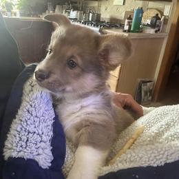 Girl 1 - Blue Pembroke Welsh Corgi puppy in Oregon from Dream Giver Corgis
