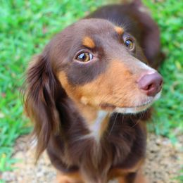 KitKat - Dachshund