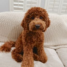 Maple - Goldendoodle