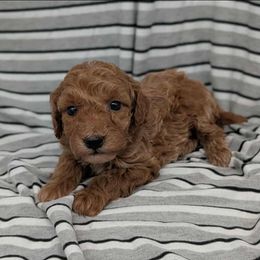 Fred - Red male Cavapoo puppy in Salem, New Jersey from Dreamy Night Doodles